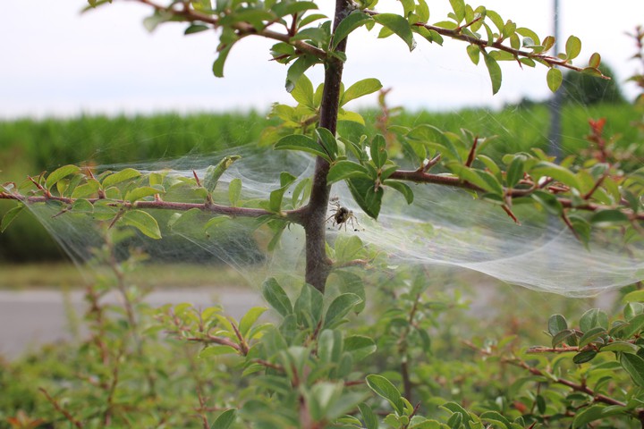 A spider web