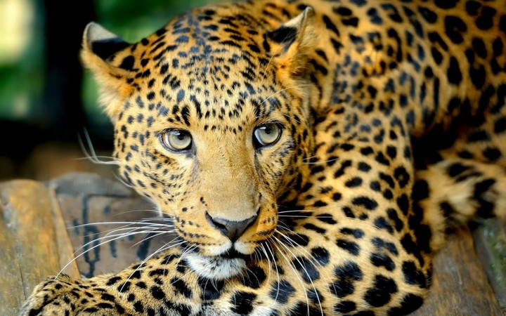 the eyes of the jaguar