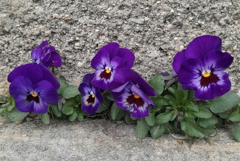 tapety flower, groundcover