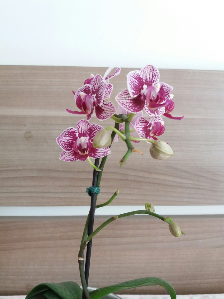 Primavera em casa