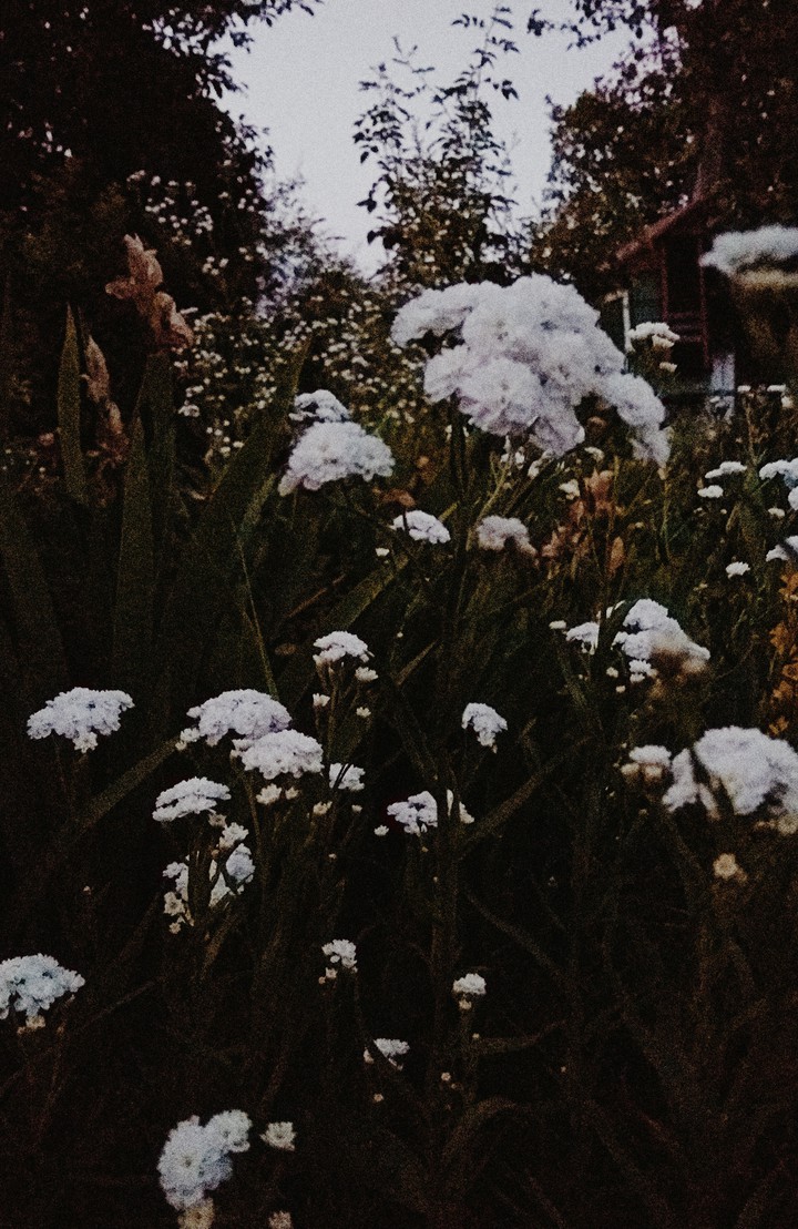 цветы