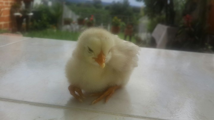 Tierno pollito