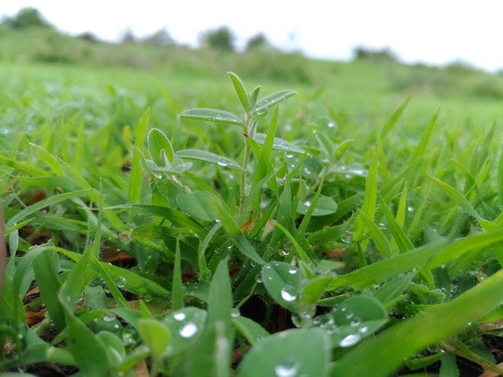 Green Plant in Monsoon