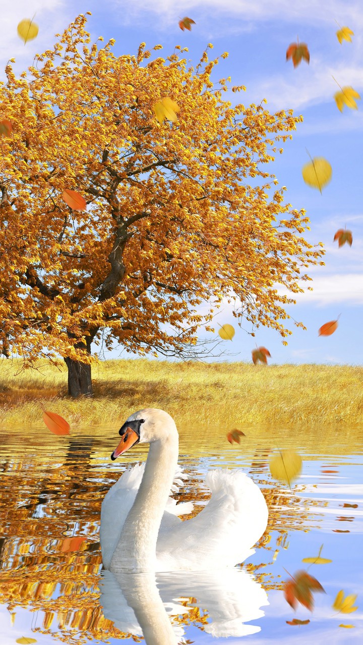 duck