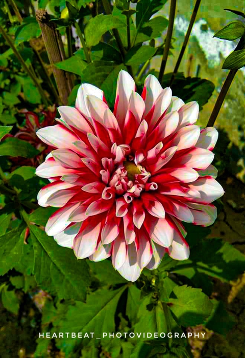 #Flower
