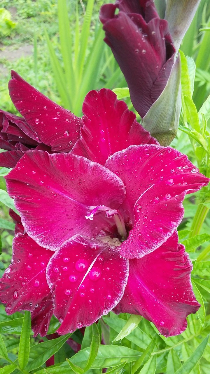 My Flower