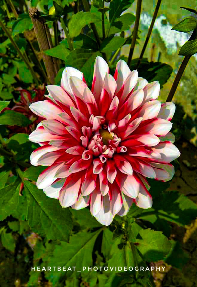 #Flower
