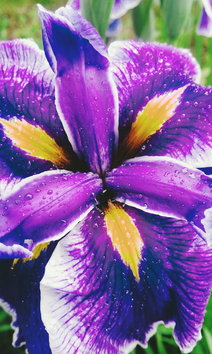 flower
