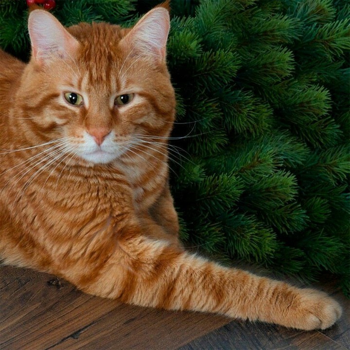 кот