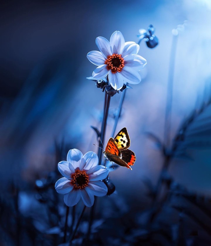 butterfly effect