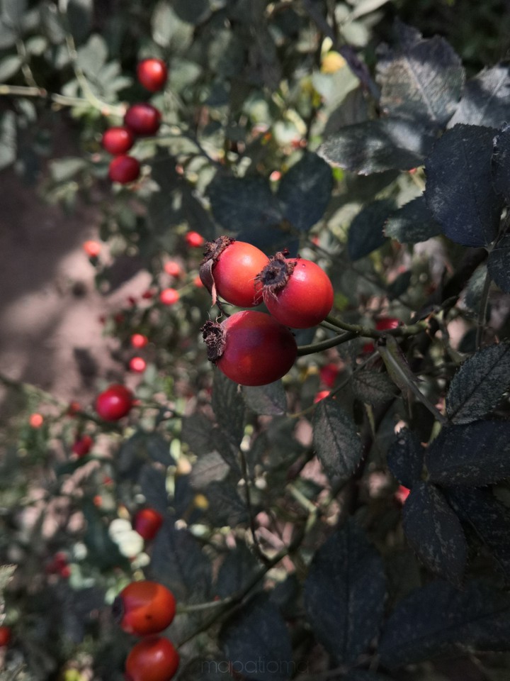 Rosehip