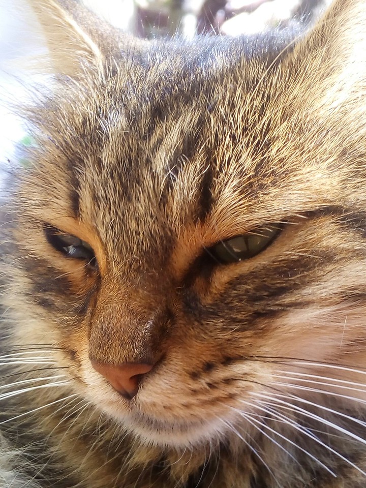cat