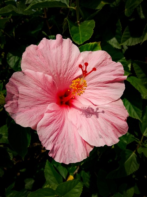 Pink Flower v2
