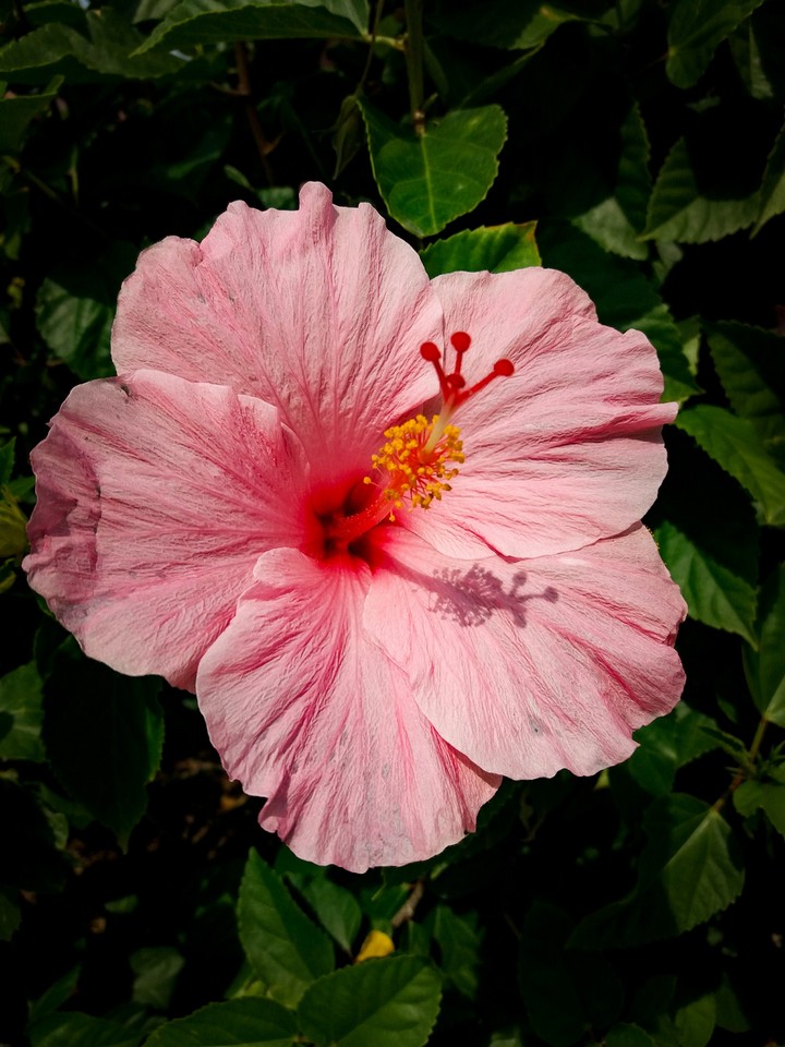 Pink Flower v2