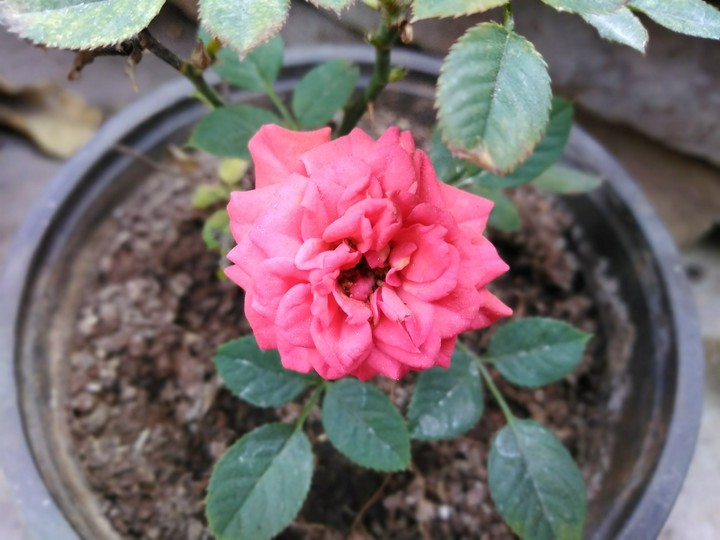 pink mini rose