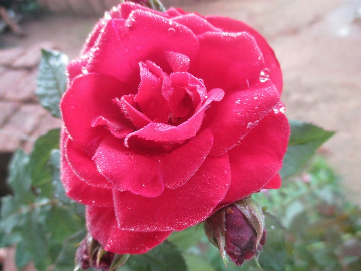 My friend..From my garden..