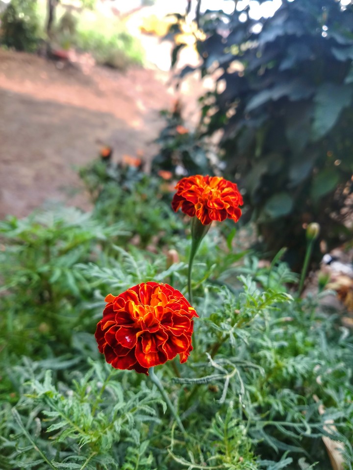 yellow and red