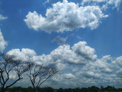 Cloud of trees.