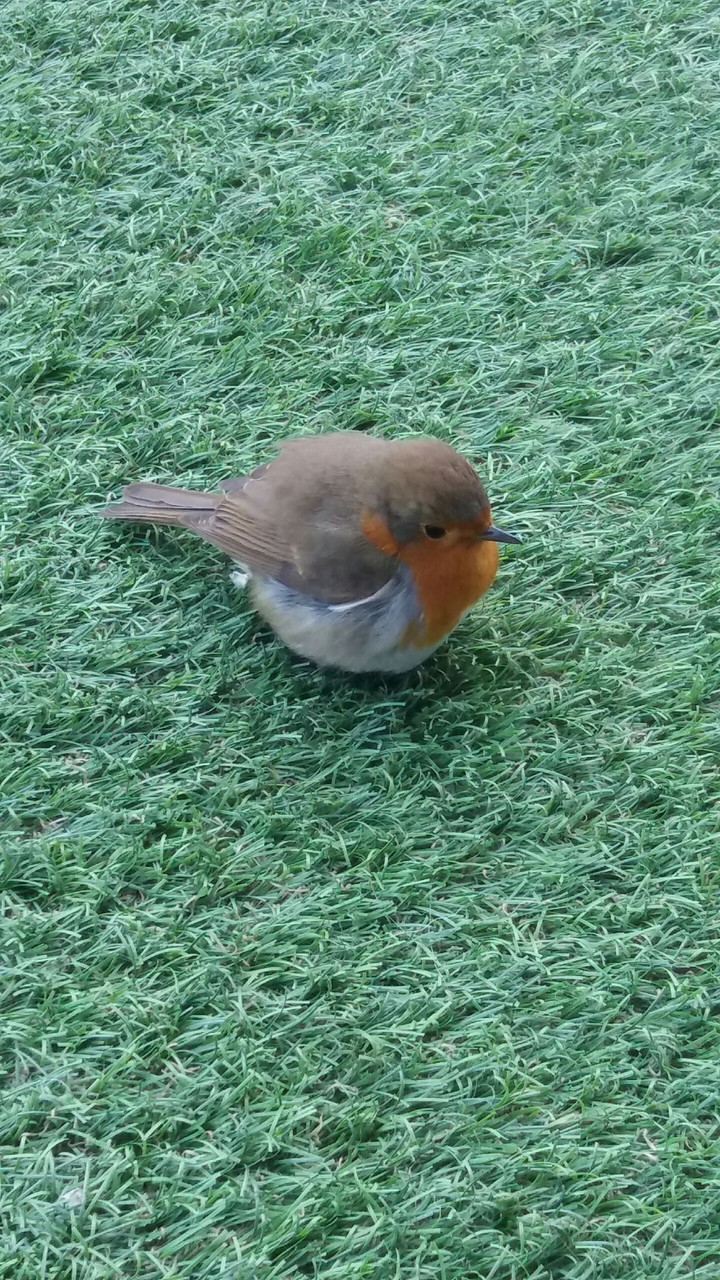 Robin 