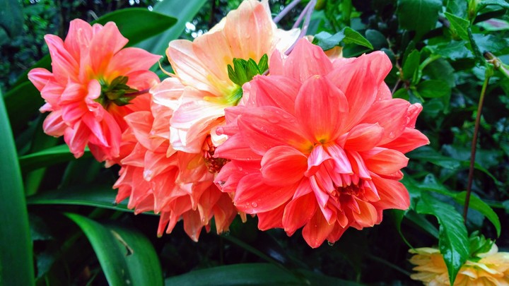 colourful flowers