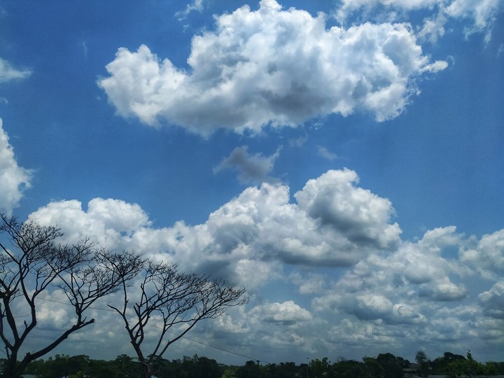 Cloud of trees.