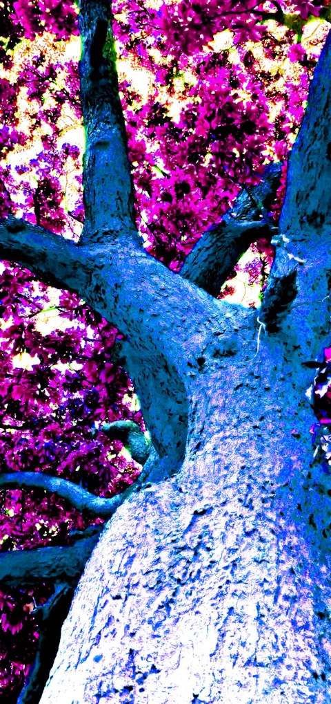 closeup, magenta háttérképek