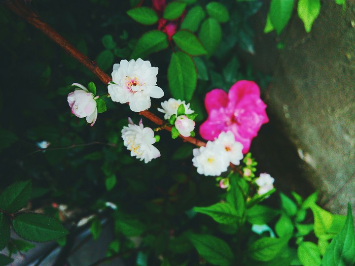 blossom