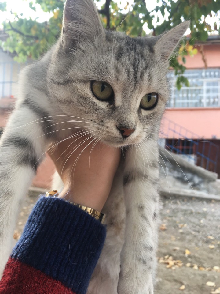 Cat