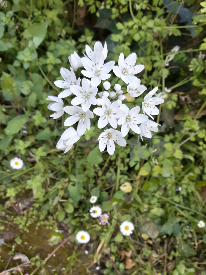 spring coming