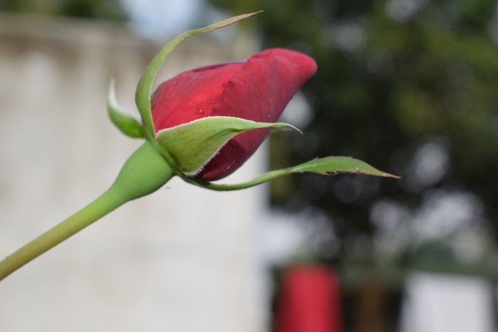 the bud