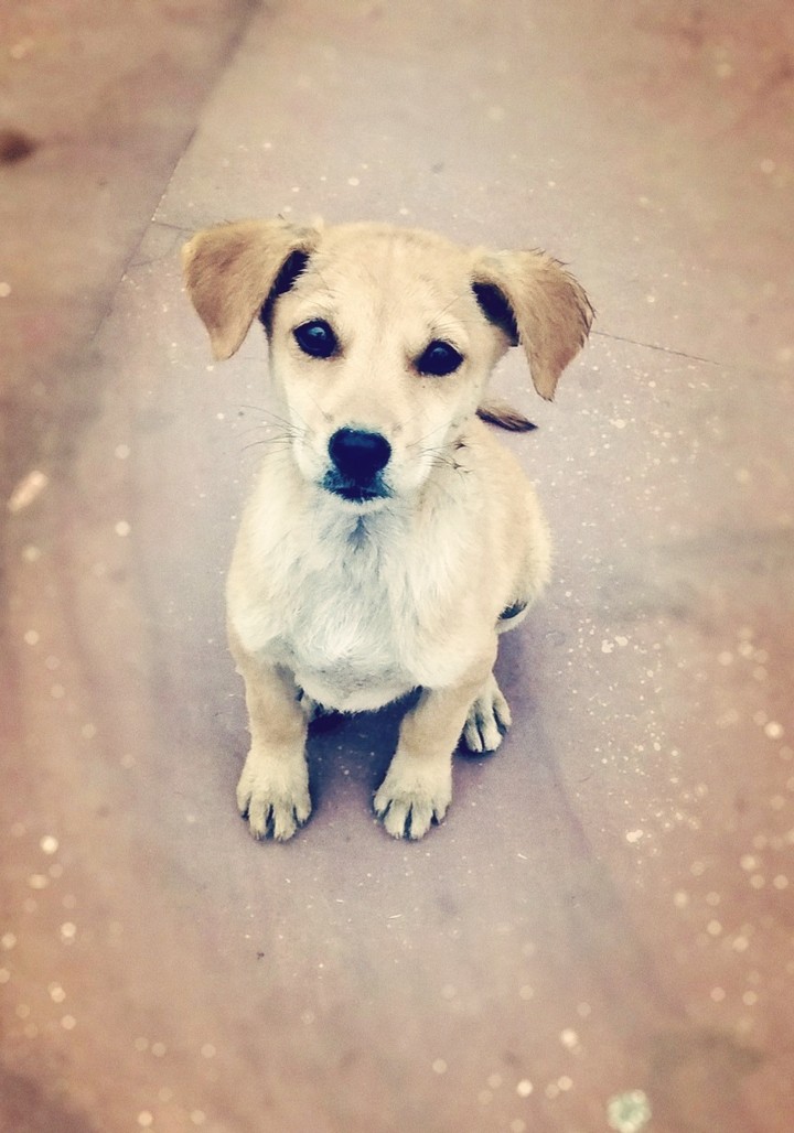 Pet