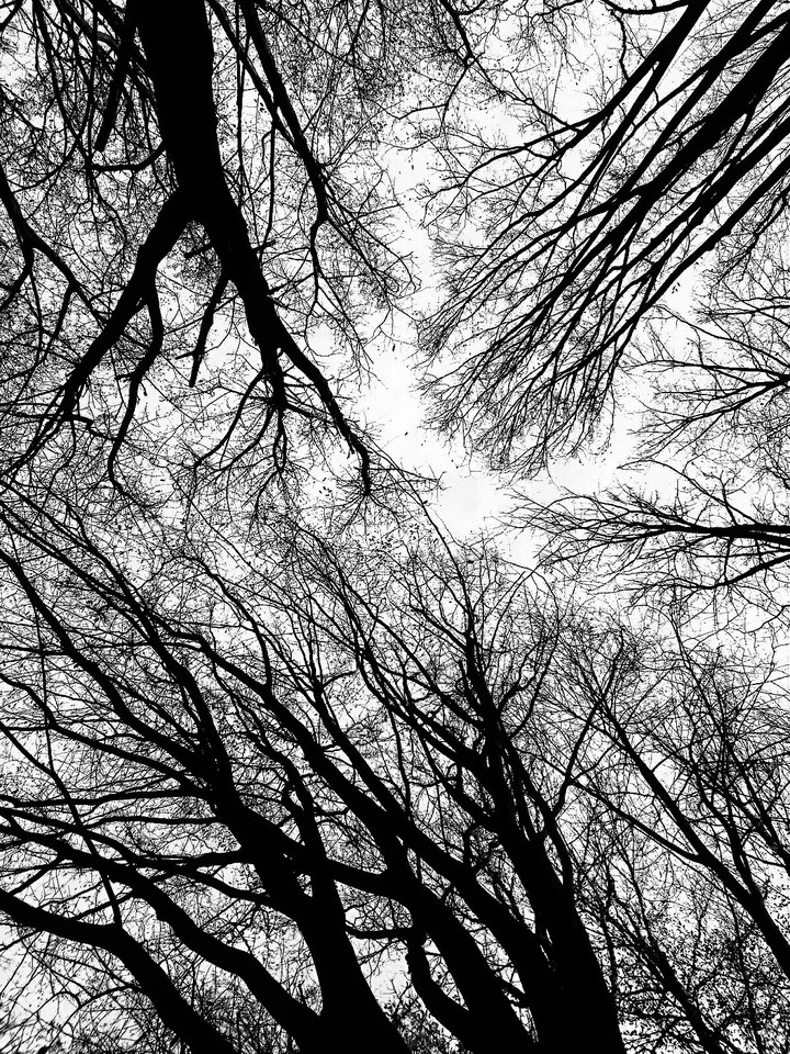 Black forest