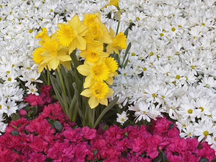 Brighton narcissus ( Trumpet Daffodil )