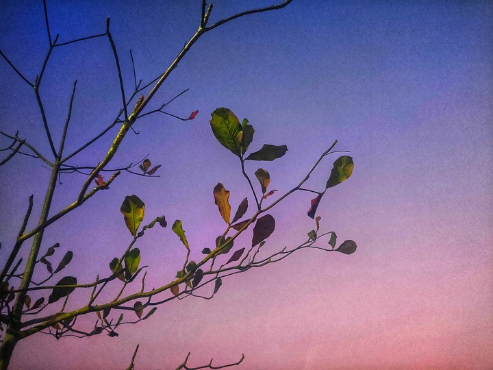 artorphoto