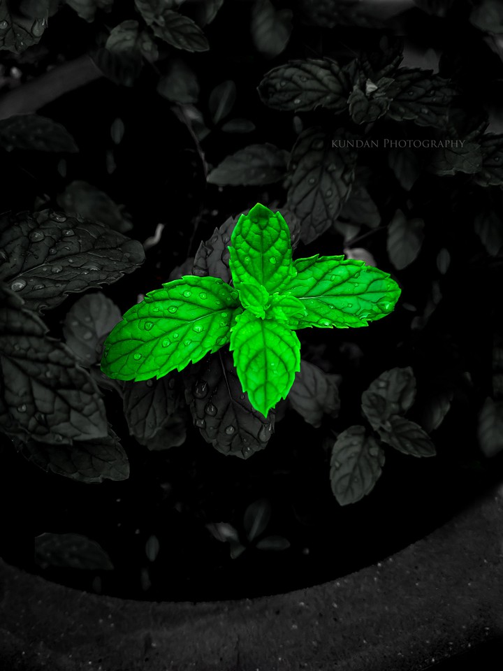 Mint