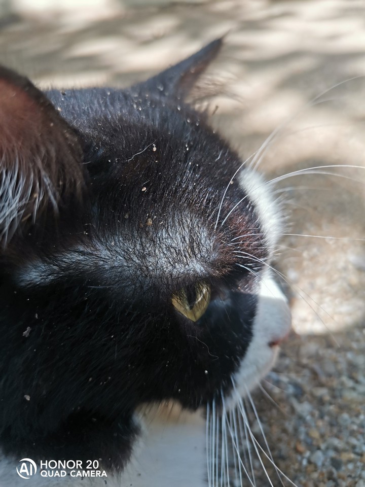 cat