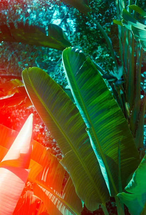 Palm_trees, Tropics, Water_plantains