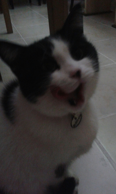 The Funny Funny Funny Hungry Cat (Maszat cat)