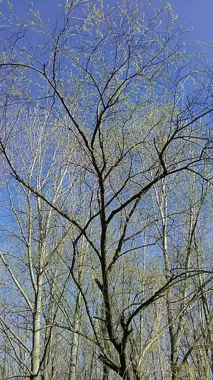 tree