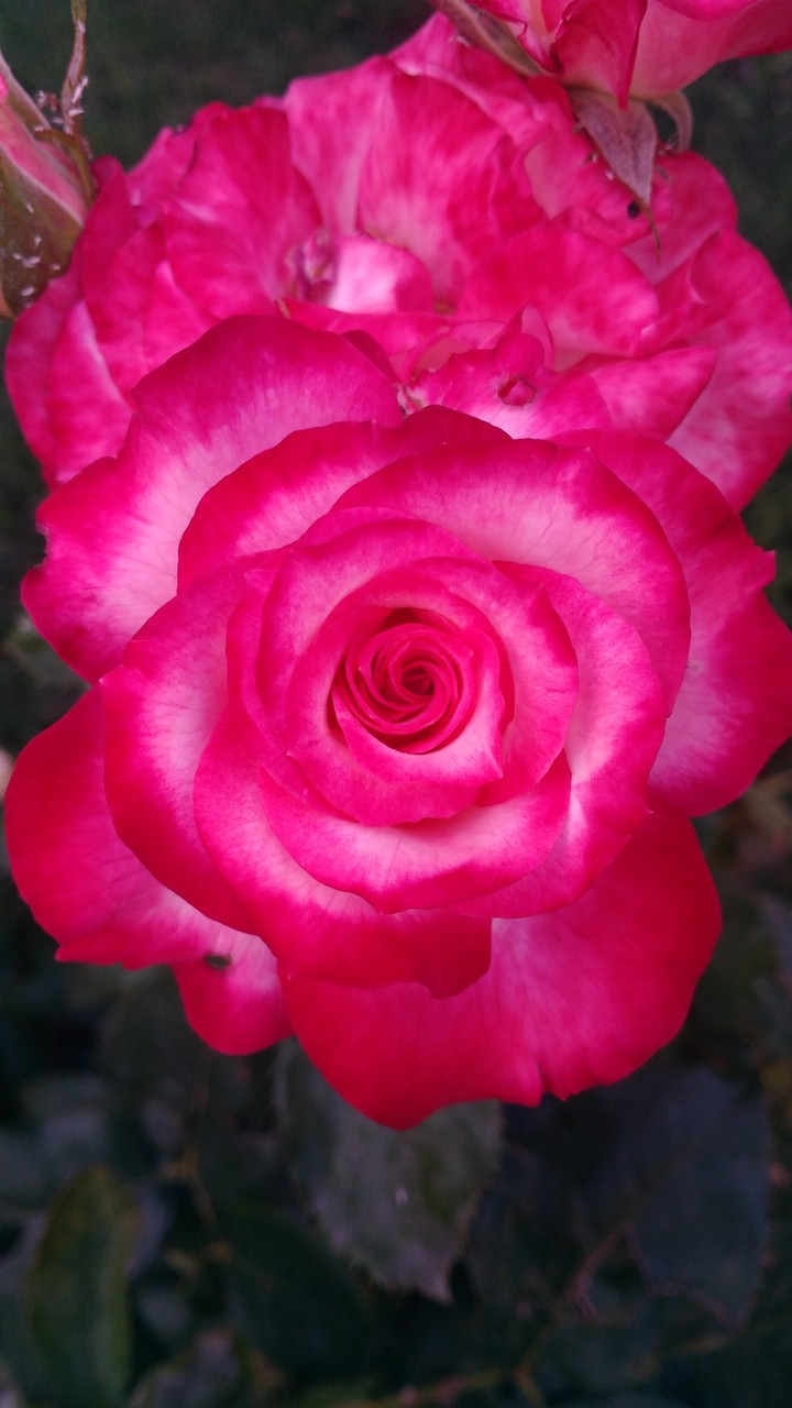 roze