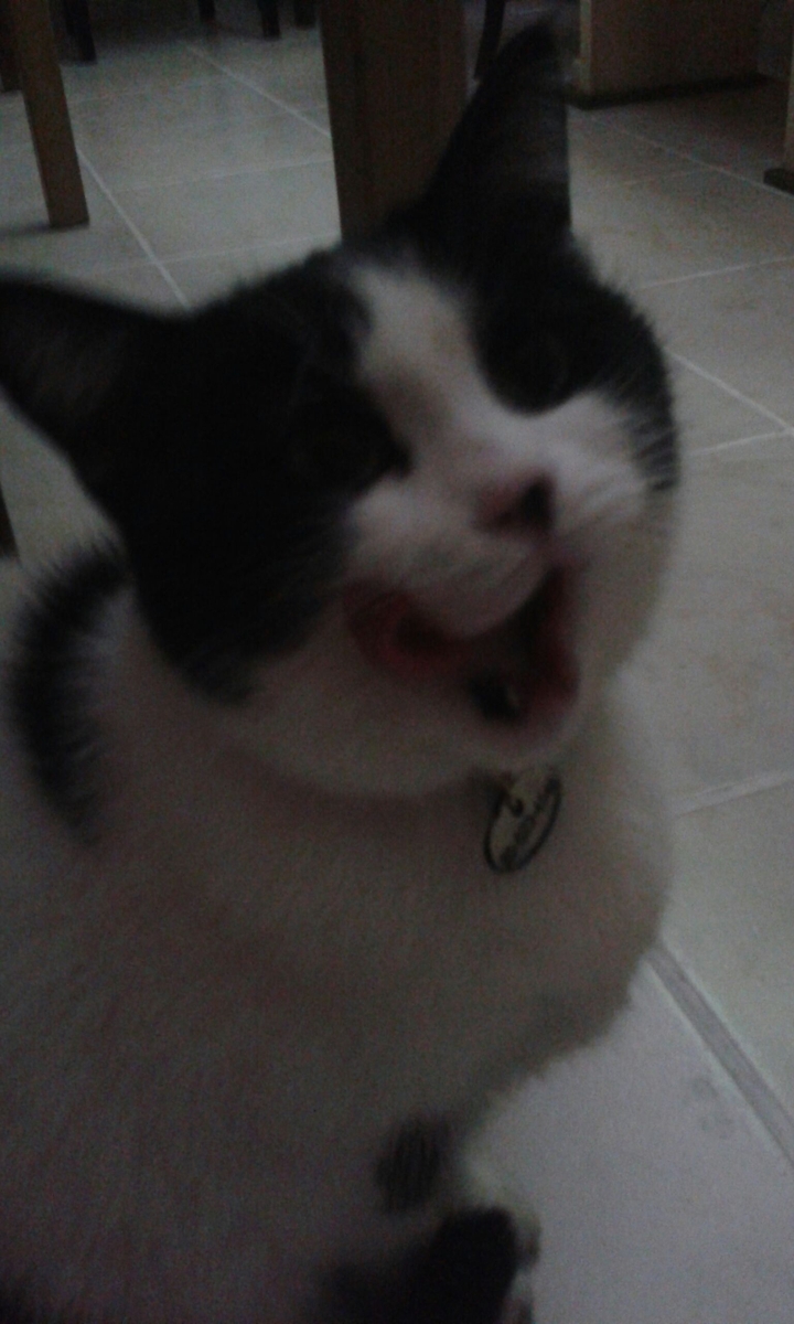 The Funny Funny Funny Hungry Cat (Maszat cat)