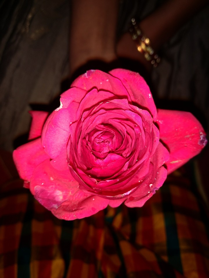rose