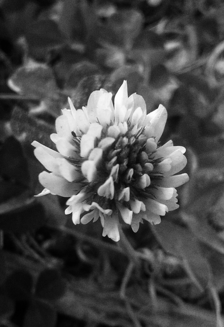 White Clover!