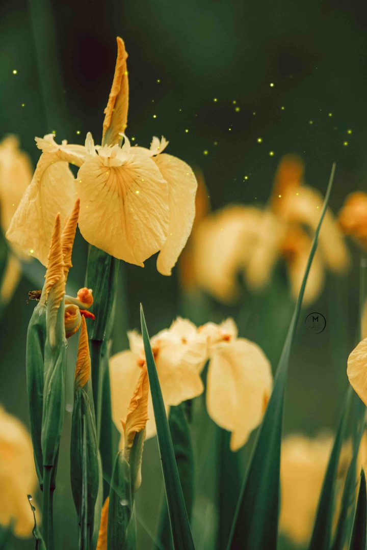 Iris