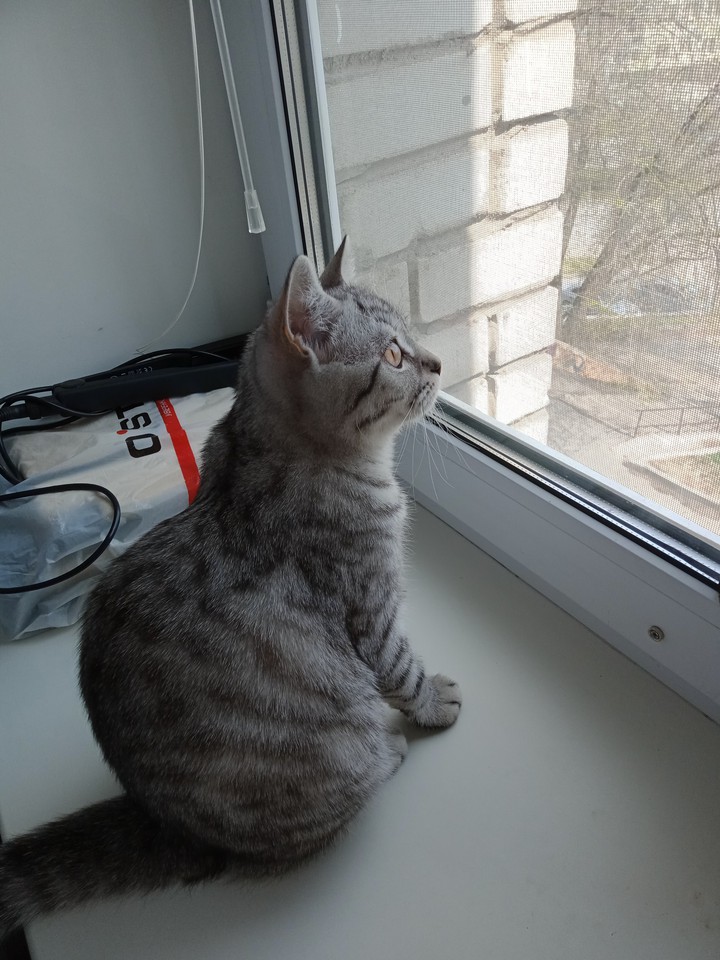 котик