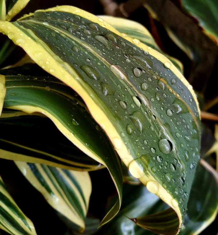 nature