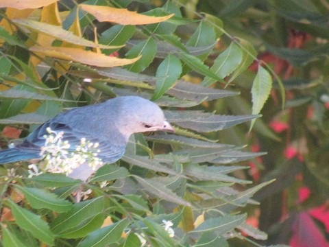 Blue Bird