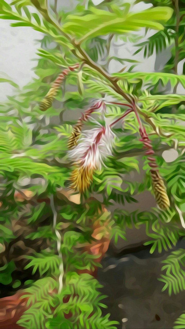 Plants
