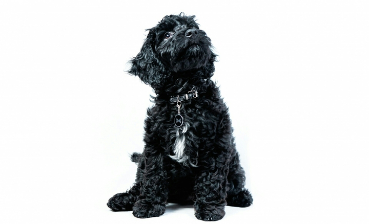 cocakpoo puppy