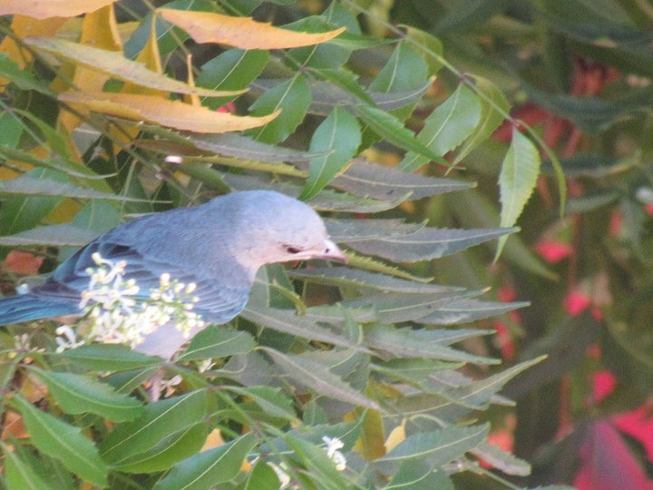 Blue Bird